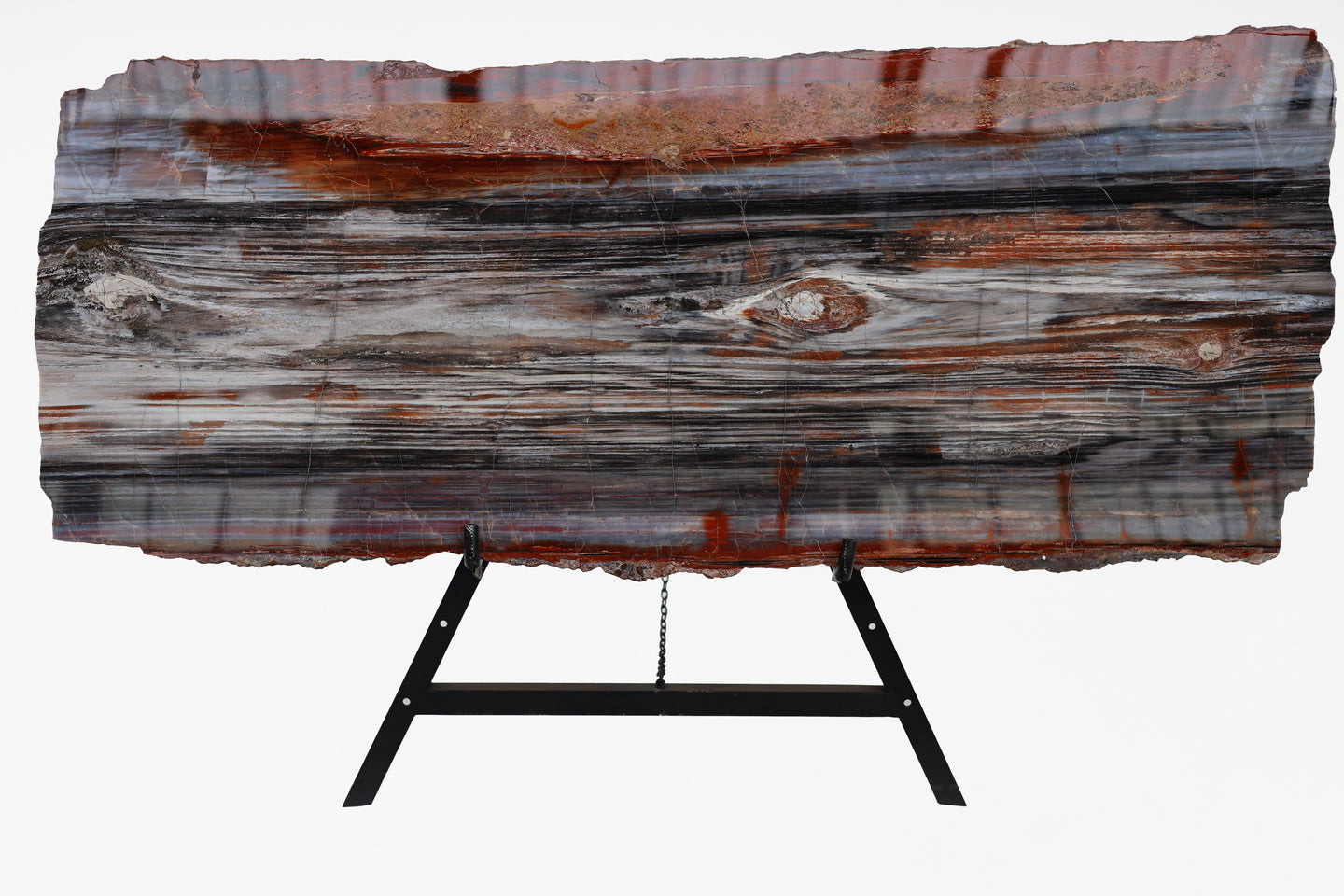 'A' Grade | Petrified Wood Slice | Arizona, USA