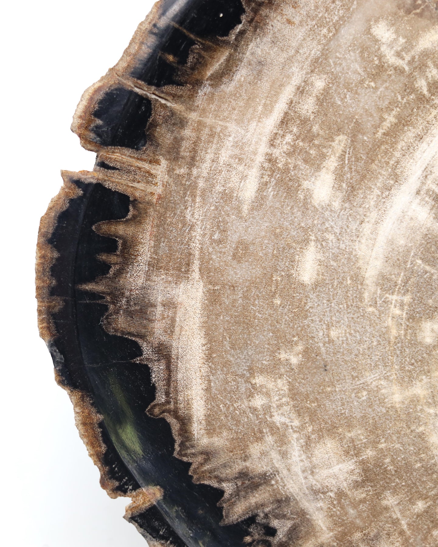 Medium petrified wood plate | Indonesia