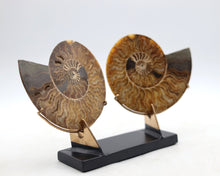 Load image into Gallery viewer, Ammonite Pair | Madagascar
