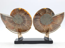 Load image into Gallery viewer, Ammonite Pair | Madagascar
