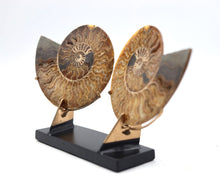 Load image into Gallery viewer, Ammonite Pair | Madagascar
