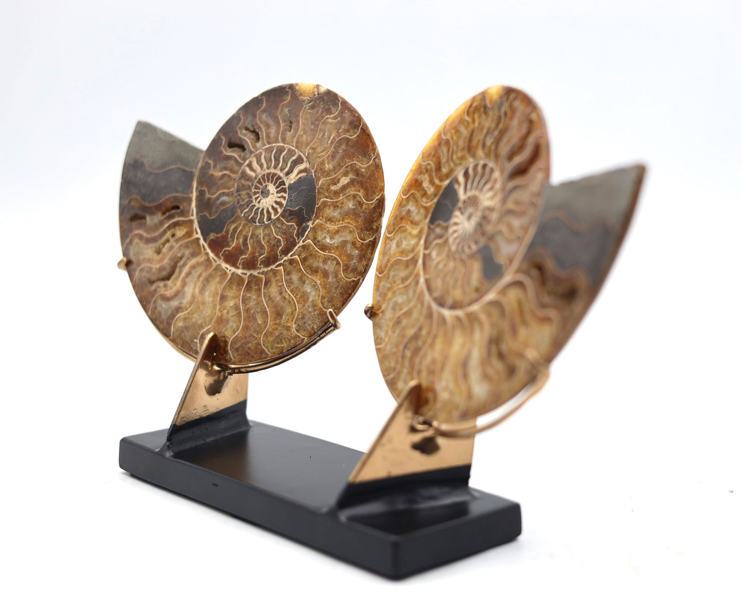 Ammonite Pair | Madagascar