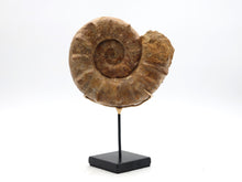 Load image into Gallery viewer, Ammonite | Madagascar
