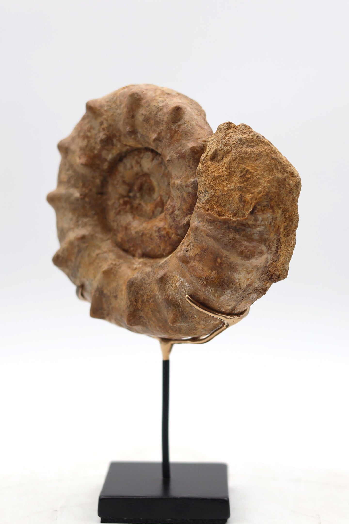 Ammonite | Madagascar