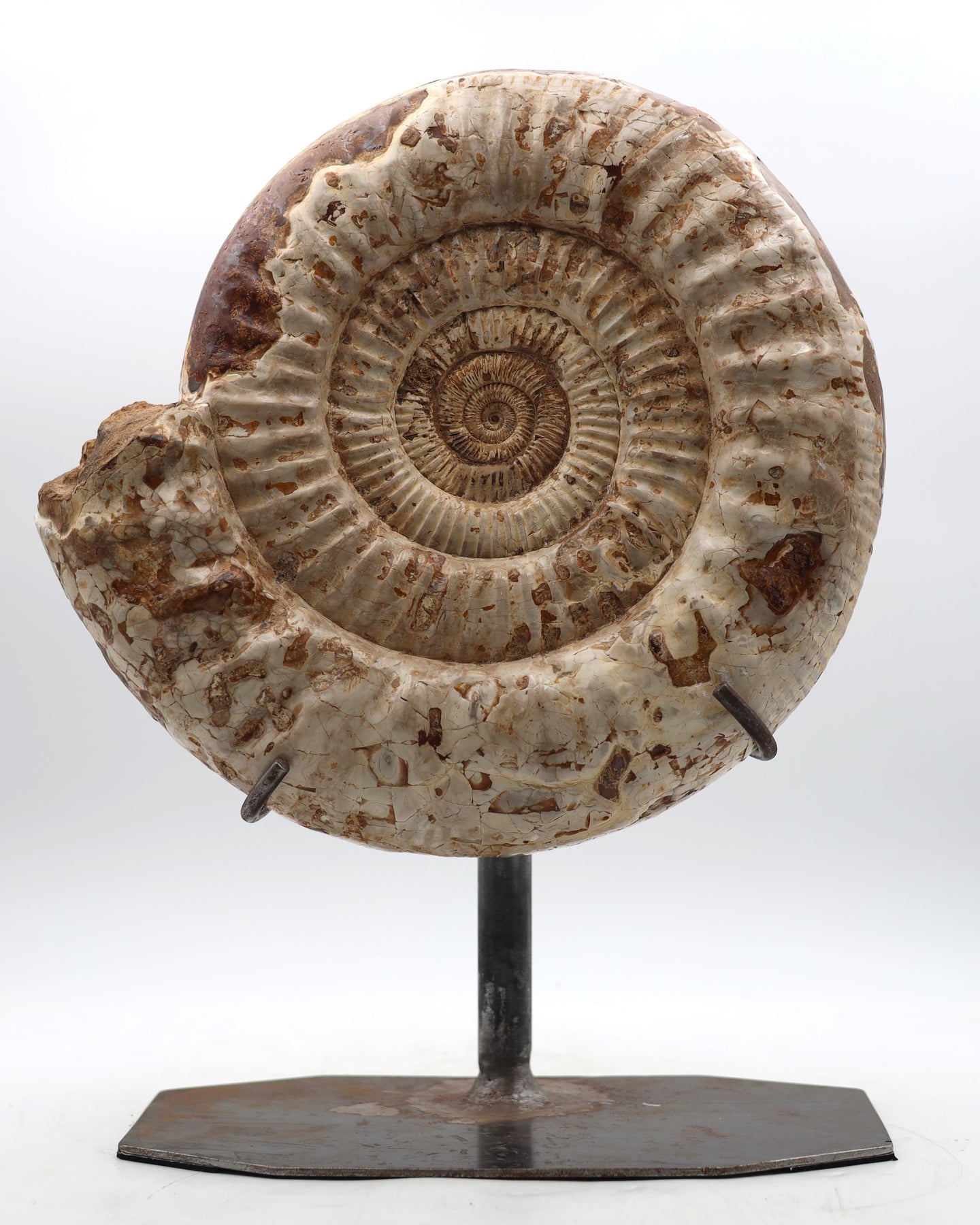 Mounted Ammonite | Madagascar