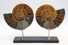 Load image into Gallery viewer, Ammonite Pair | Madagascar
