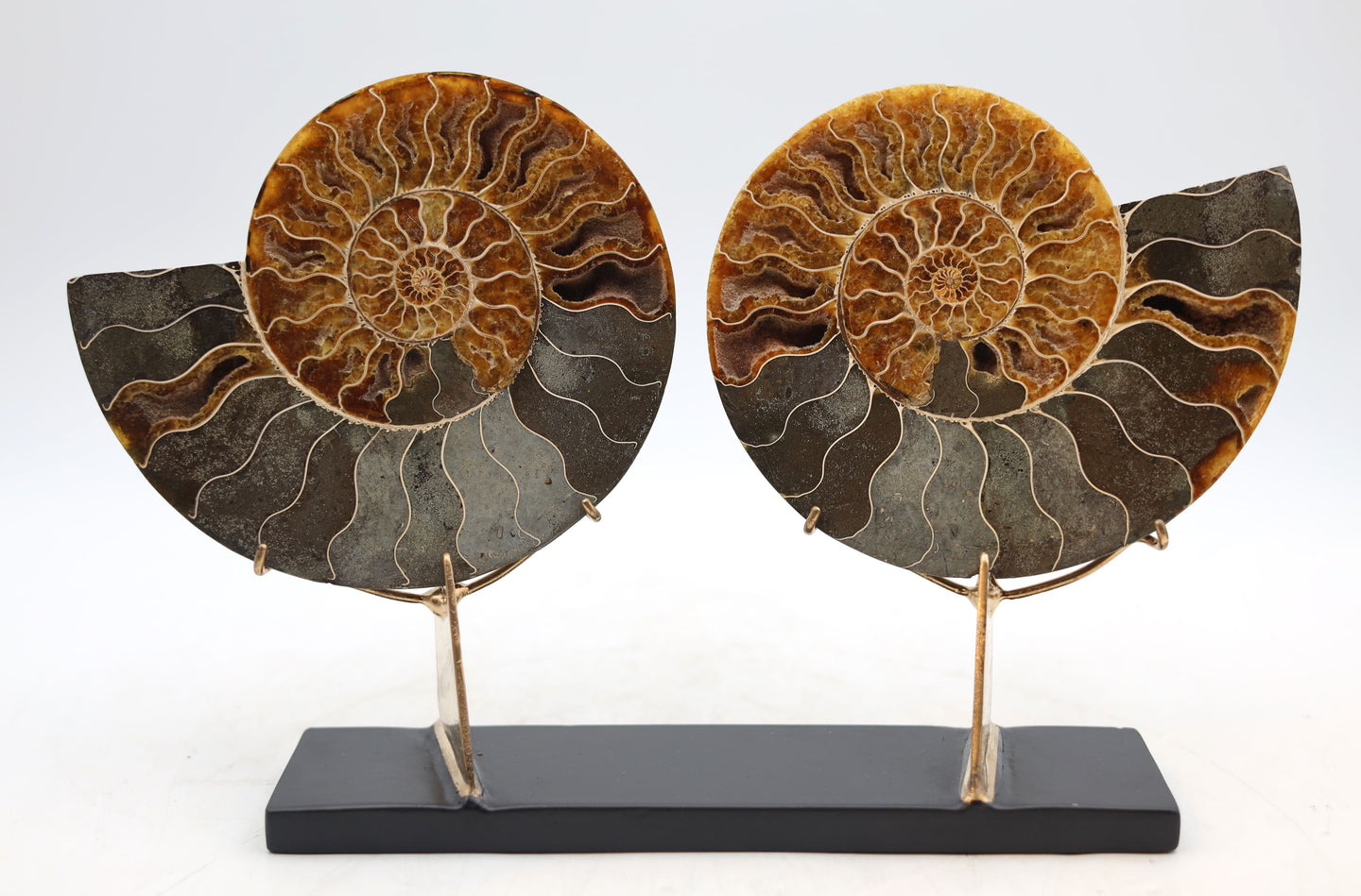 Ammonite Pair | Madagascar