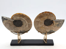 Load image into Gallery viewer, Ammonite Pair | Madagascar
