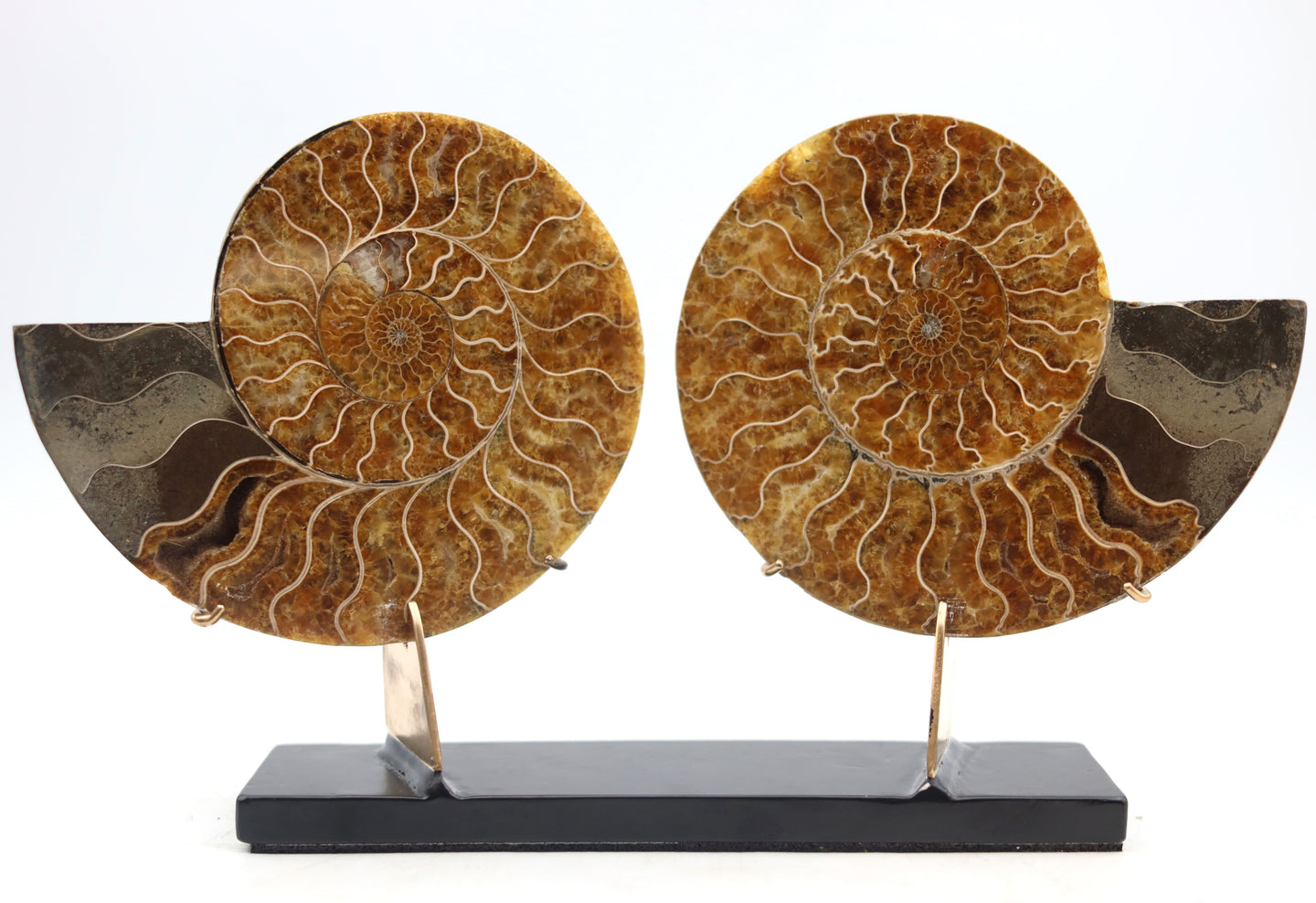 Ammonite Pair | Madagascar