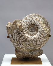 Load image into Gallery viewer, Ammonite | Eparietites sp. | England
