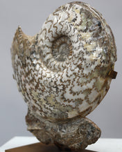 Load image into Gallery viewer, Ammonite | Eparietites sp. | England
