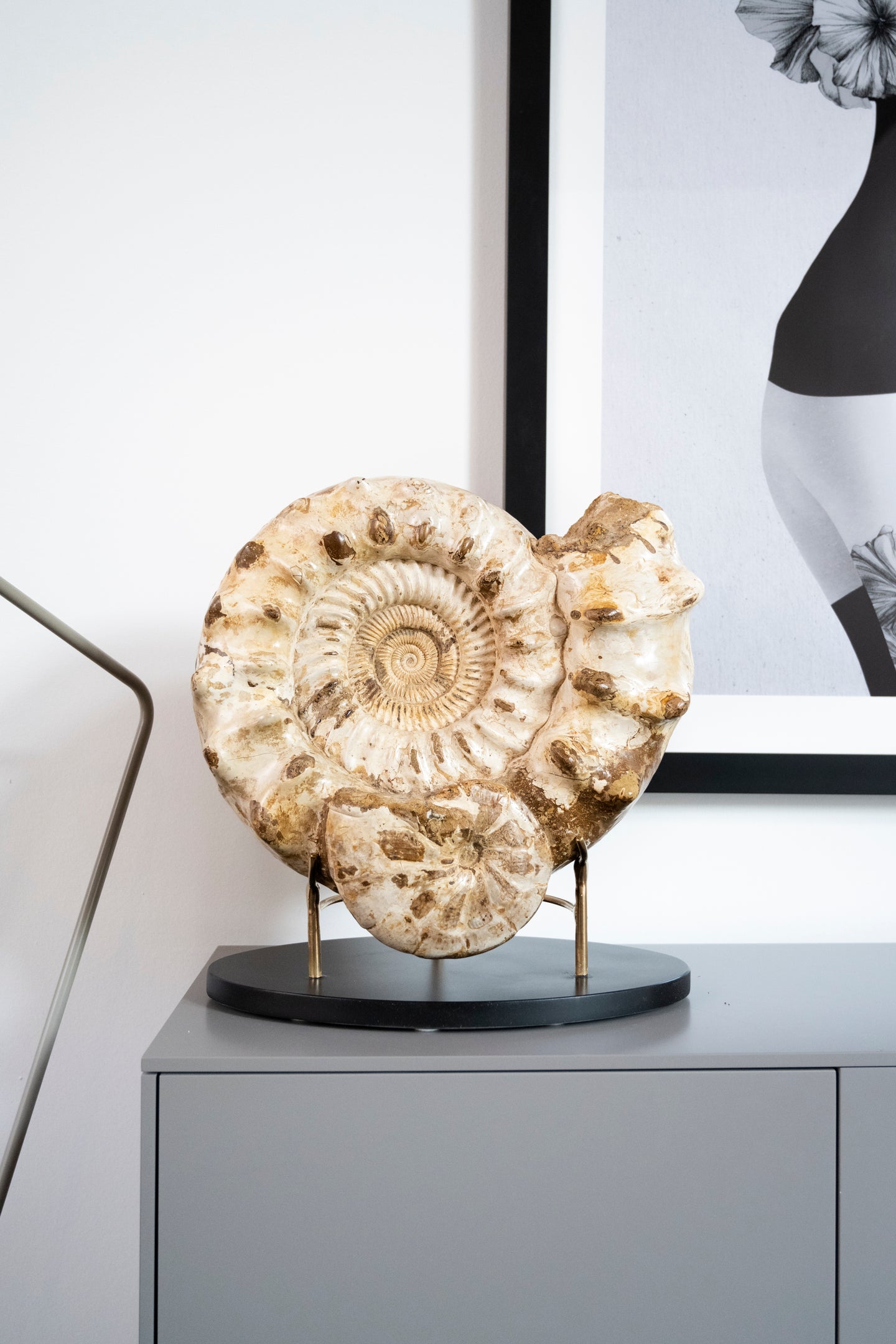 'A' Grade Double Ammonite