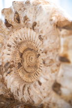 Load image into Gallery viewer, &#39;A&#39; Grade Double Ammonite
