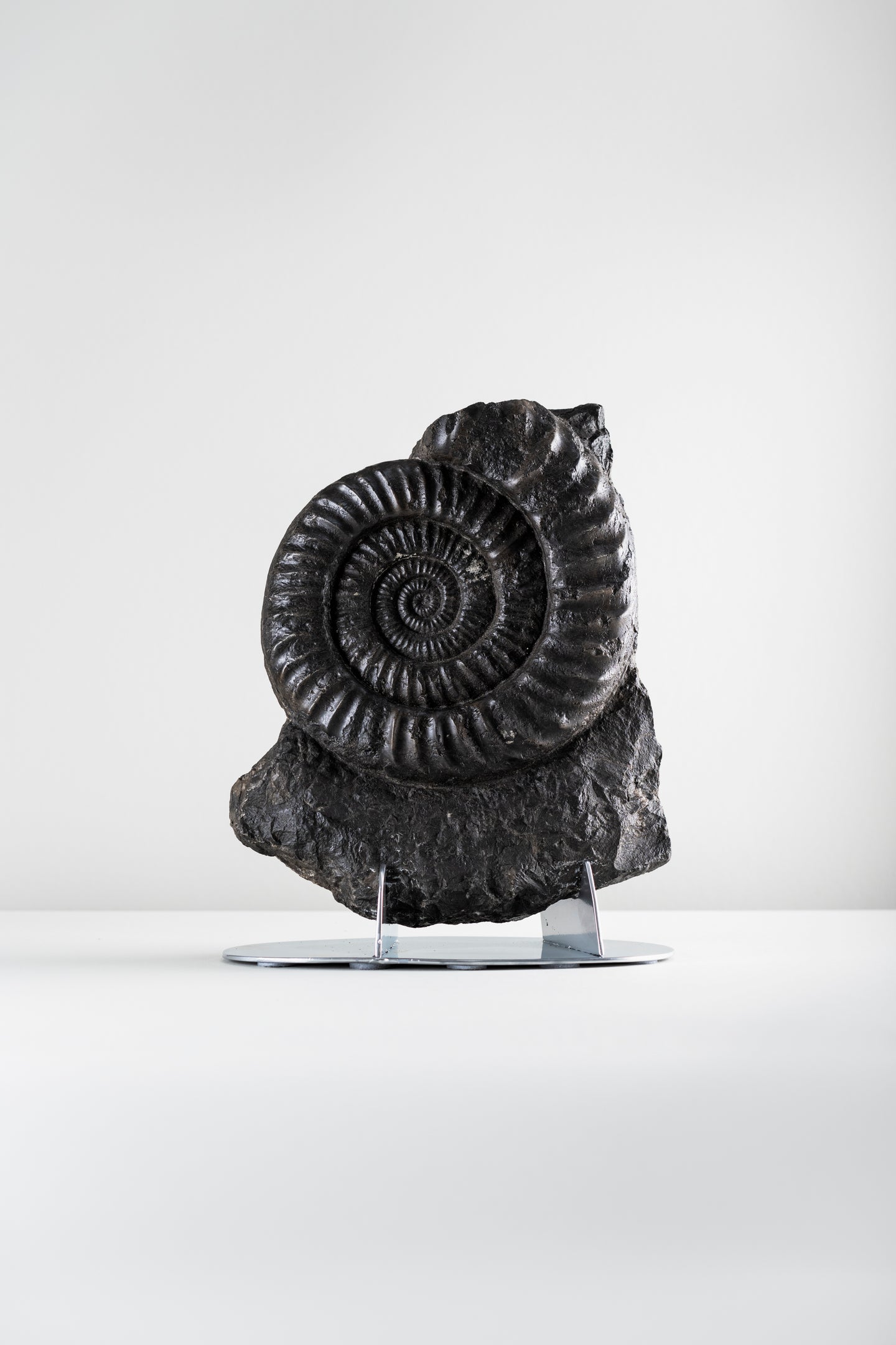 Black Ammonite | Germany