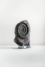 Load image into Gallery viewer, Black Ammonite | Germany
