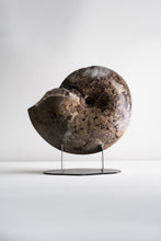 Load image into Gallery viewer, Ammonite | Mexico
