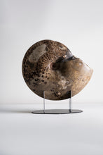 Load image into Gallery viewer, Ammonite | Mexico
