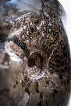 Load image into Gallery viewer, Ammonite | Mexico
