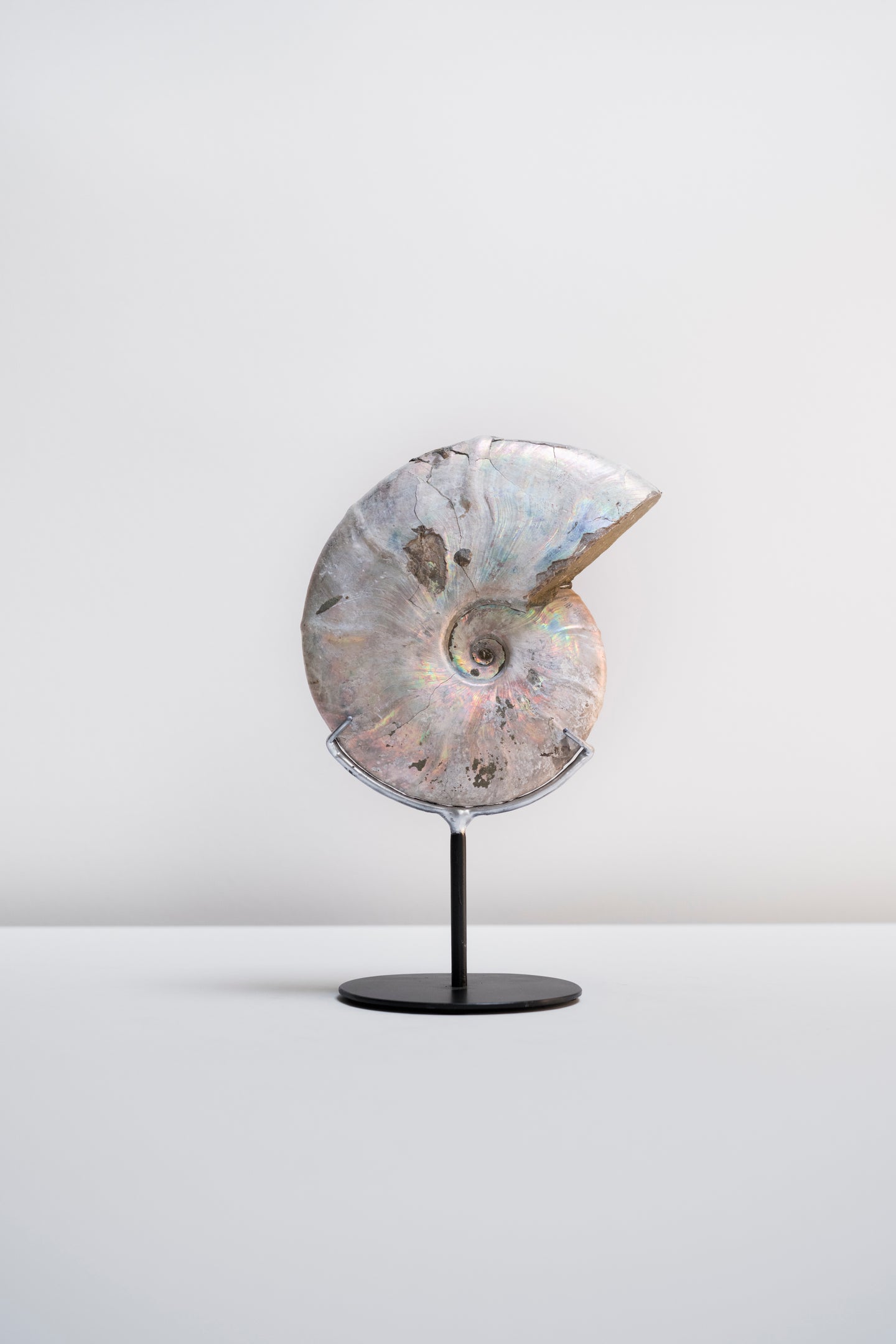 'A' Grade | Iridescent Ammonite | Madagascar