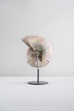 Load image into Gallery viewer, &#39;A&#39; Grade | Iridescent Ammonite | Madagascar
