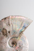 Load image into Gallery viewer, &#39;A&#39; Grade | Iridescent Ammonite | Madagascar
