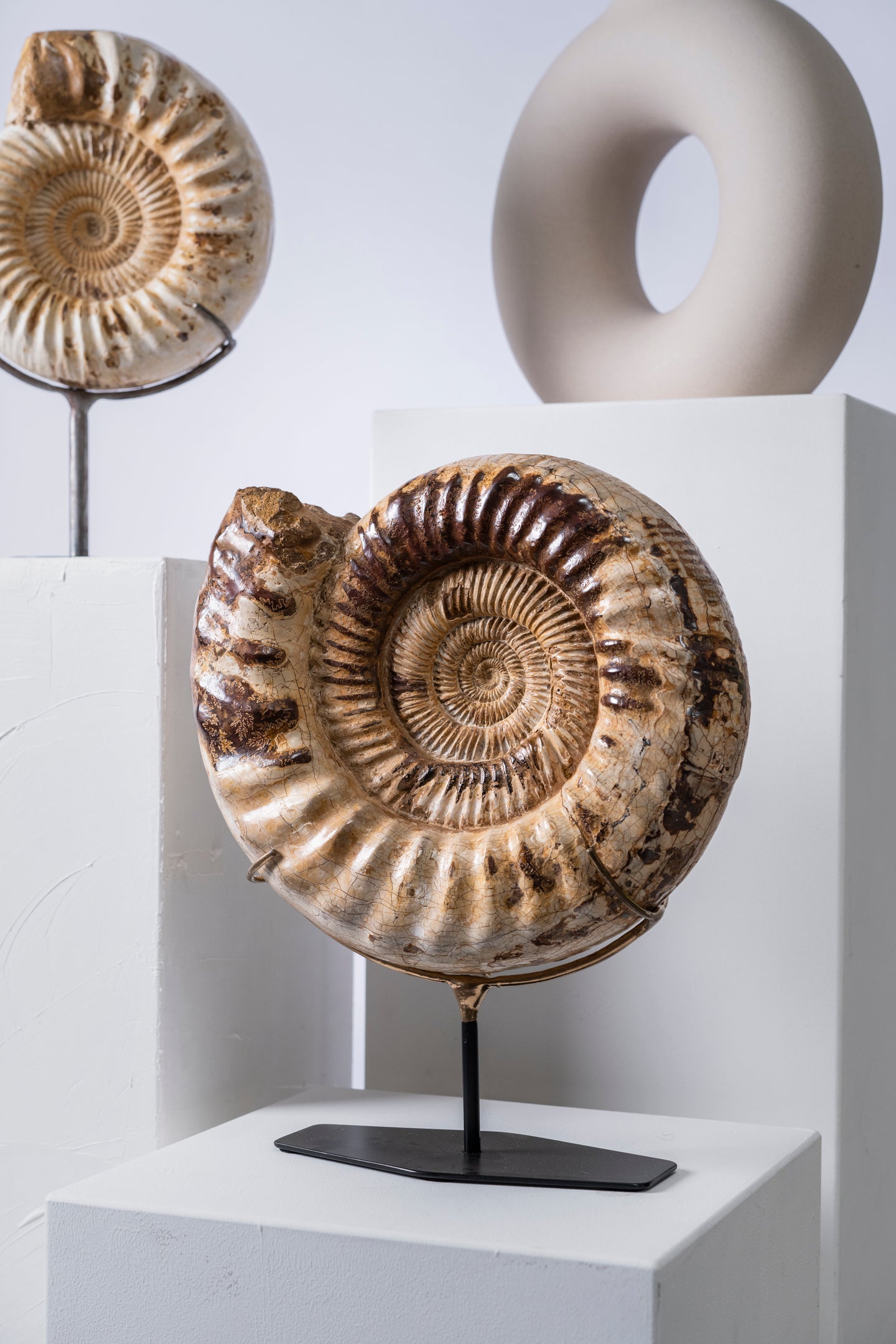 Ammonite