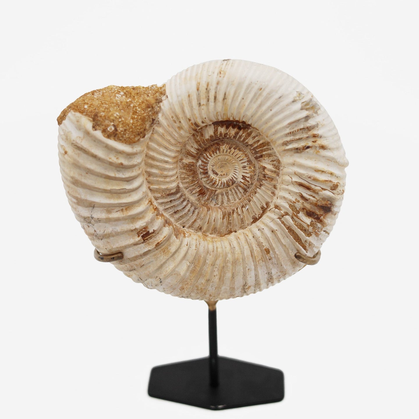 Mounted Ammonite | Madagascar