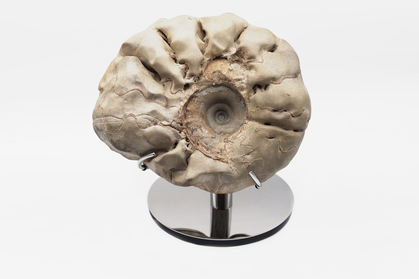 'A' Grade Ammonite | Ceratit | Germany