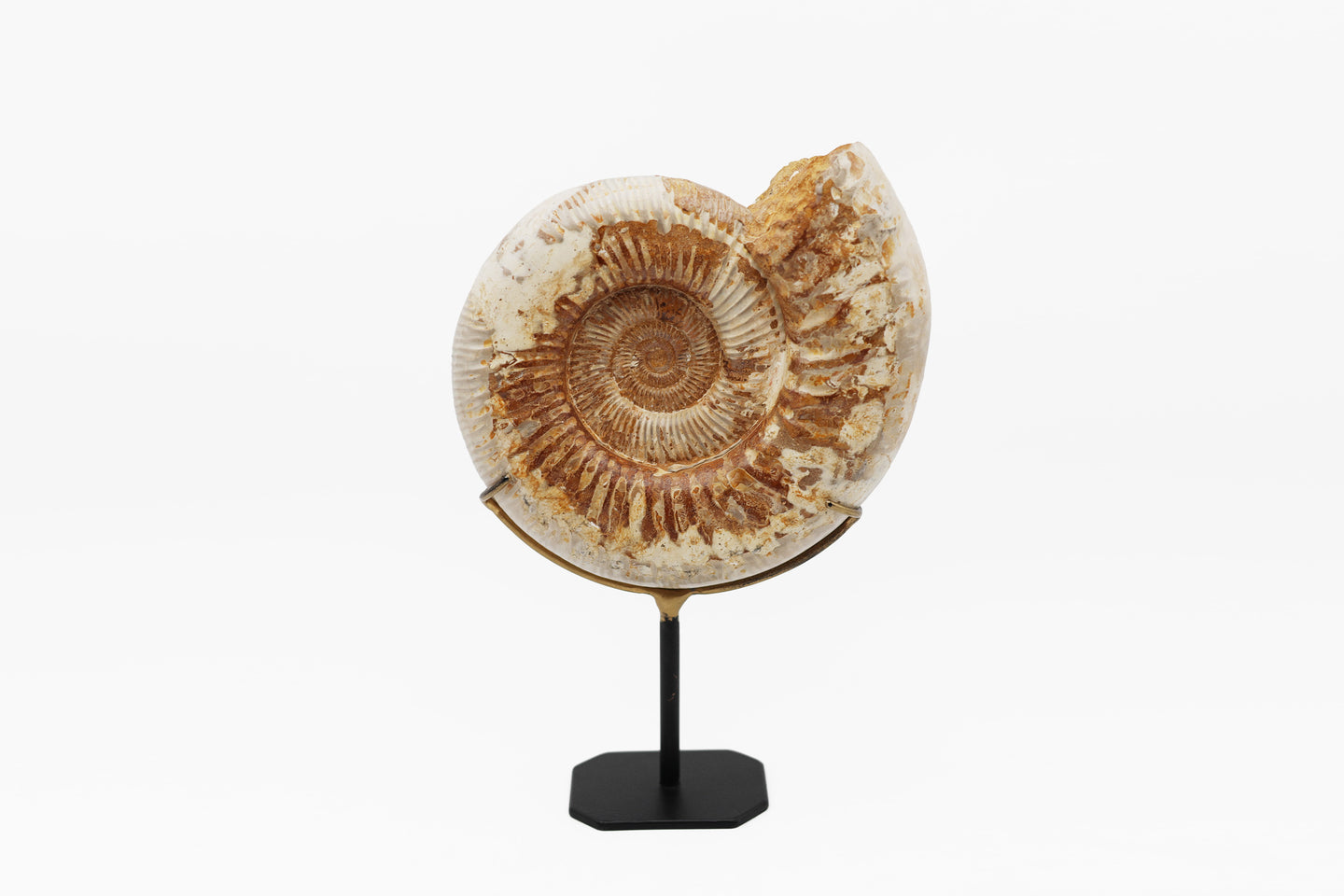 Mounted Ammonite | Madagascar