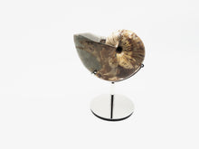 Load image into Gallery viewer, Ammonite | Madagascar
