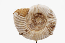 Load image into Gallery viewer, Mounted Ammonite | Madagascar

