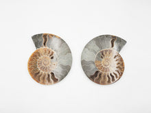 Load image into Gallery viewer, Ammonite Pair | Madagascar
