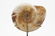 Load image into Gallery viewer, Mounted Ammonite | Madagascar
