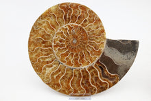 Load image into Gallery viewer, Ammonite Pair | Madagascar
