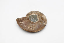 Load image into Gallery viewer, Ammonite Pair | Madagascar
