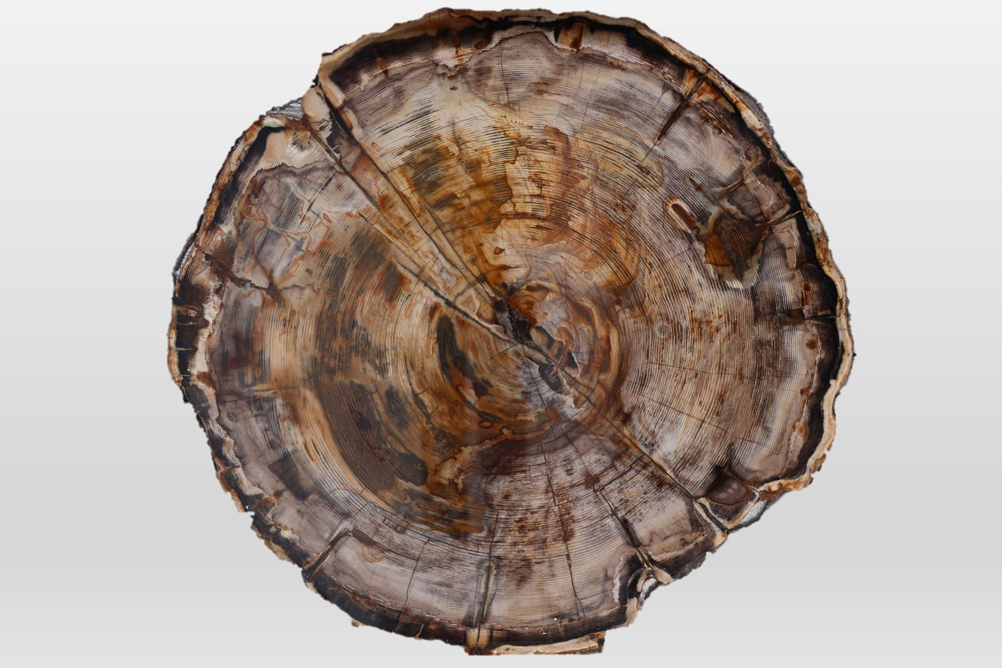 Fossil Spruce slice | Oregon, USA
