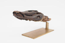 Load image into Gallery viewer, Diplocynodon  | Fossil Crocodile Skull | Geiseltal / Merseburg, Germany
