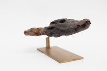 Load image into Gallery viewer, Diplocynodon  | Fossil Crocodile Skull | Geiseltal / Merseburg, Germany
