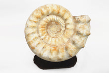 Load image into Gallery viewer, Giant Ammonite | Madagascar
