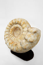 Load image into Gallery viewer, Giant Ammonite | Madagascar
