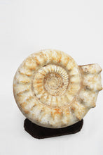 Load image into Gallery viewer, Giant Ammonite | Madagascar
