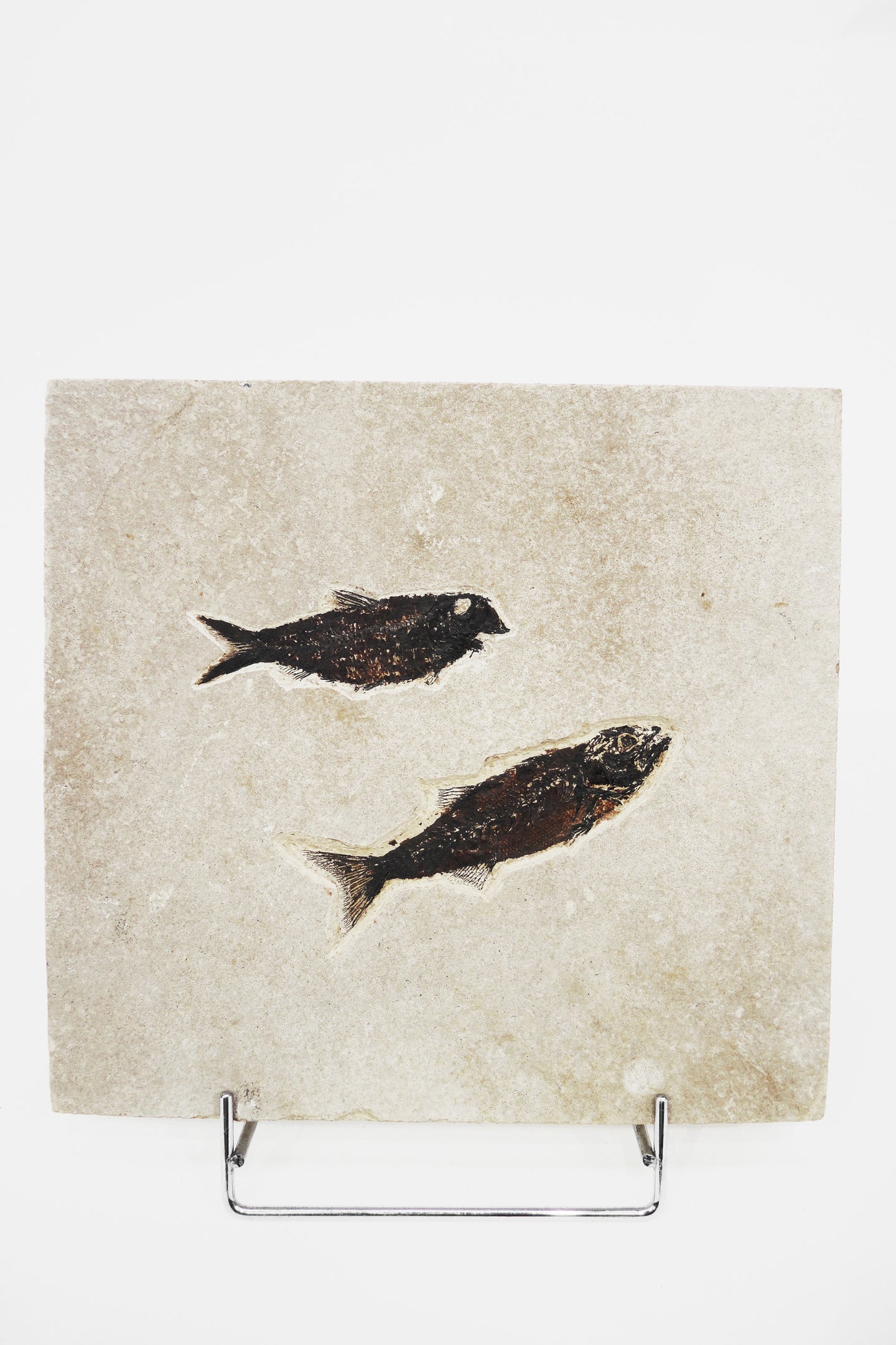 SOLD | A Fossil Plaque Displaying a Duo of Fish | USA