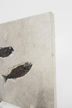 Load image into Gallery viewer, SOLD | A Fossil Plaque Displaying a Duo of Fish | USA
