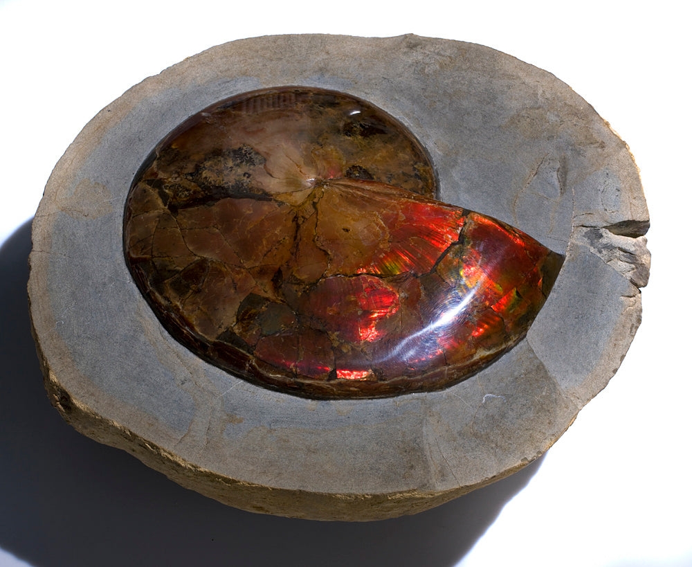 'A' Grade Red Ruby Iridescent Ammonite 'Sphenodiscus' | South Dakota