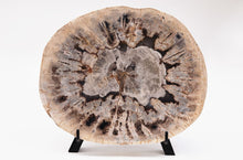 Load image into Gallery viewer, Petrified Wood Slice | Indonesia
