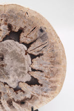 Load image into Gallery viewer, Petrified Wood Slice | Indonesia
