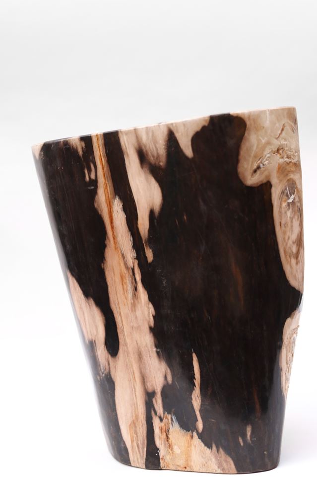 Petrified Wood trunk | Indonesia