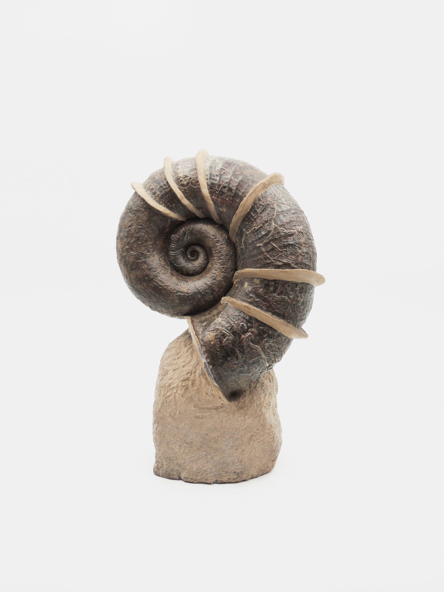 SOLD | A Large ‘Winged’ Ammonite | France