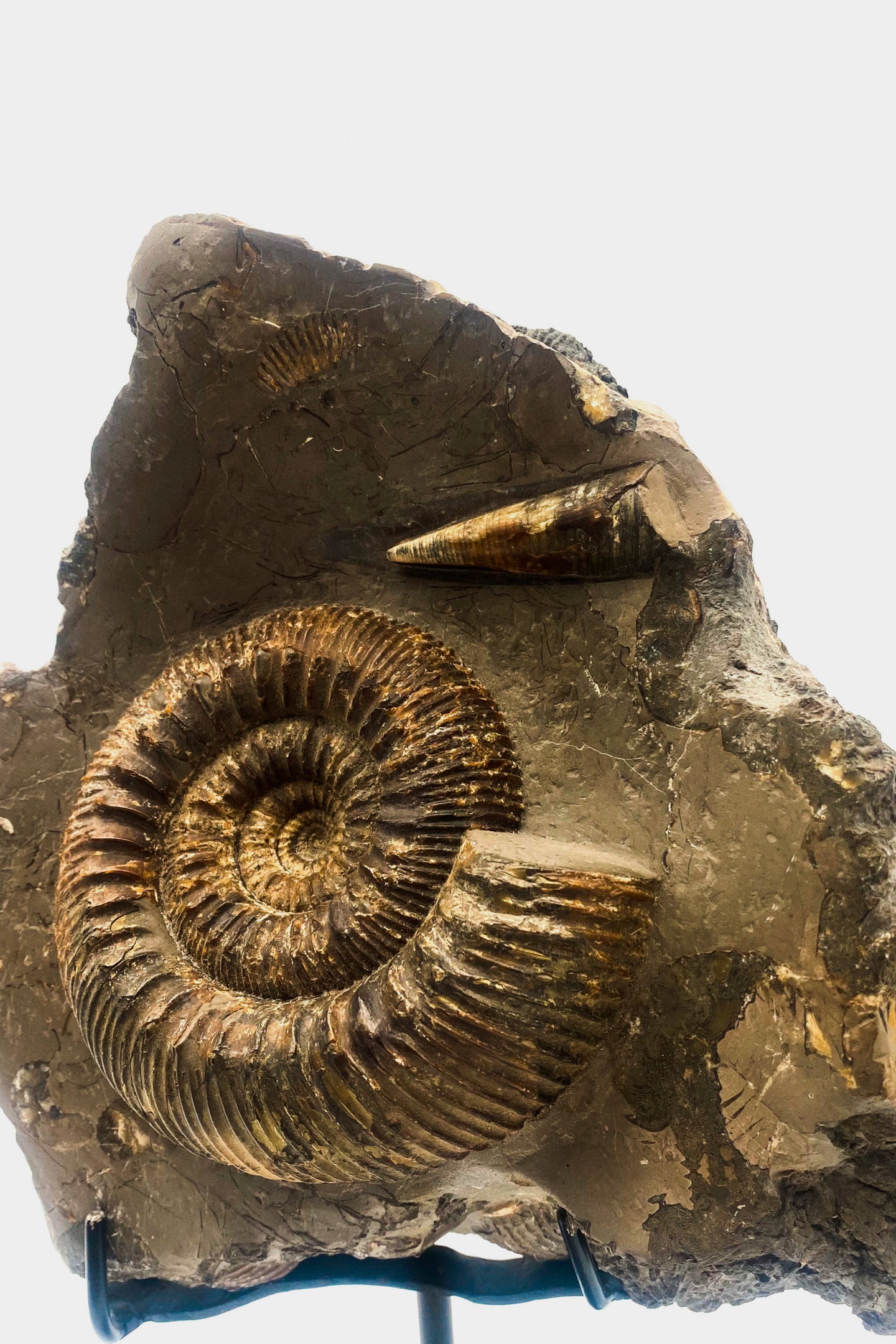 Mounted Ammonite & Belemnite | Lyme Regis, England