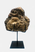 Load image into Gallery viewer, Mounted Ammonite &amp; Belemnite | Lyme Regis, England
